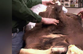 Mounted in Alaska Season 1: I Am The Walrus