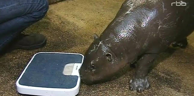 17:05: Panda, Gorilla & Co. (83) | RBB Fernsehen | 3/3 2026