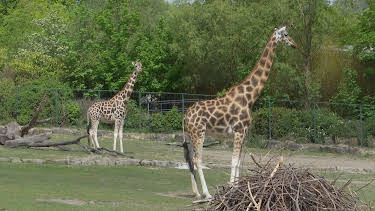 06:00: Giraffe, Erdmännchen & Co. (15) | HR Fernsehen | 10/19 2026