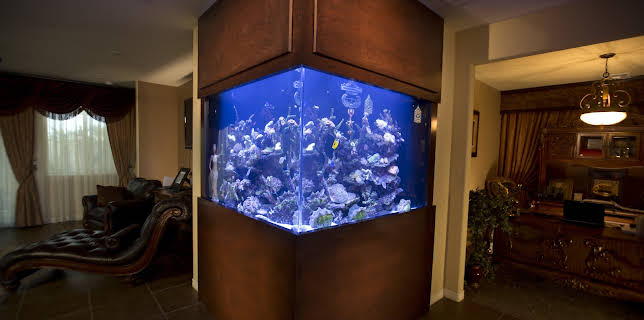 09:25: Tanked (S3 E15) (S3) | Animal Planet | 1/16 2026