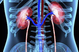 Mind-Body Medicine: The New Science of Optimal Health: Simmering Soup - The Neuroendocrine System