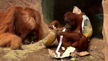 05:55: Elefant, Tiger & Co. | NDR Fernsehen | 4/6 2026