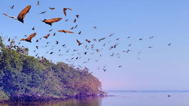 3:45 PM: The Wonder of Animals | BBC Two | 9/22 2026