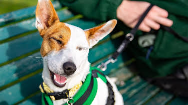7:55 PM: The Dog House | More 4 | 10/9 2026