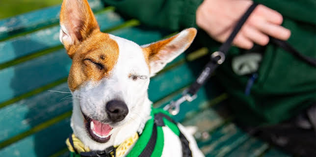 7:55 PM: The Dog House | More 4 | 2/6 2026