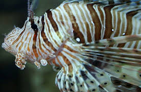 Race of Life: Underwater Predators