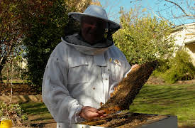 Basics of Beekeeping: The Bush Bee Man: Moving Day: Welcome to the Hive!