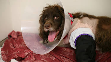 5:00 PM: The Supervet: Noel Fitzpatrick (S7 E8) (S7) | W | 12/27 2025