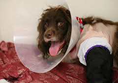 The Supervet: Noel Fitzpatrick