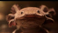 Perdedores y salvajes: Supercéroes