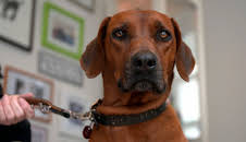 Die Tierärzte - Retter mit Herz (54)