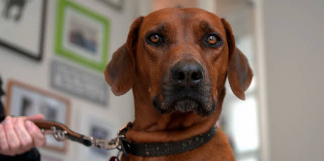 07:15: Die Tierärzte - Retter mit Herz (54) | Radio Bremen | 11/2 2025