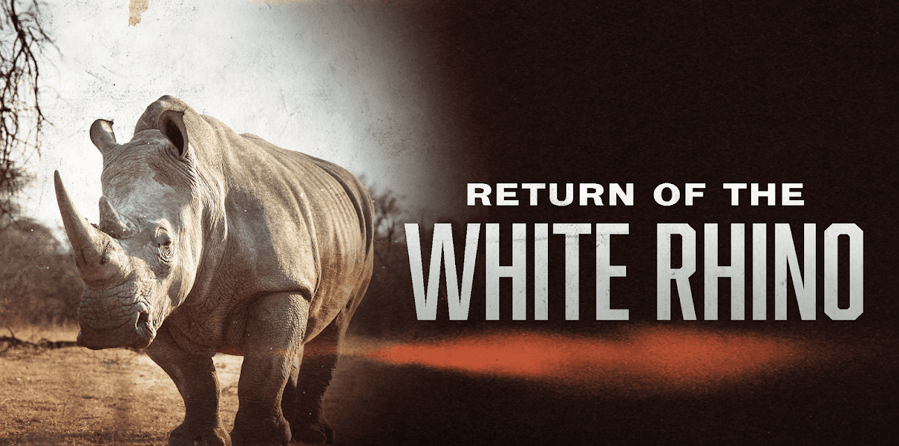 Return of the White Rhino (2009)