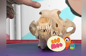 Animal All Stars: Crazy Colours