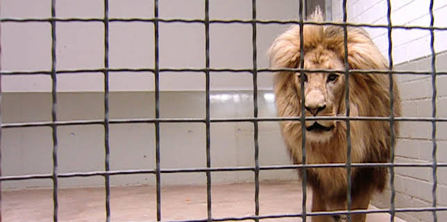 10:35: Elefant, Tiger & Co. (269) | MDR Fernsehen | 12/1 2025