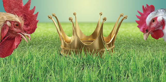 Pecking Order (2017)