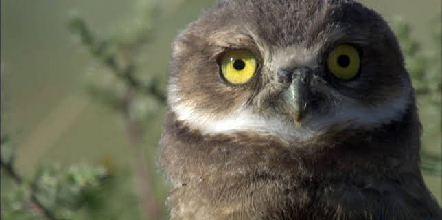 19:00: Hello World! (S1 E3) (S1) | Animal Planet | 8/10 2025