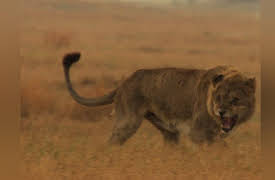 Big Cat Week 2013  Season 1: Game of Lions