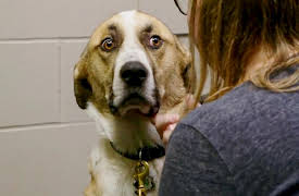 My Pet Ate What!?: Purse Snatcher