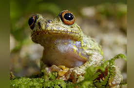 Land of Gremlins - Season 1 (4K UHD): Madagascar In Cold Blood