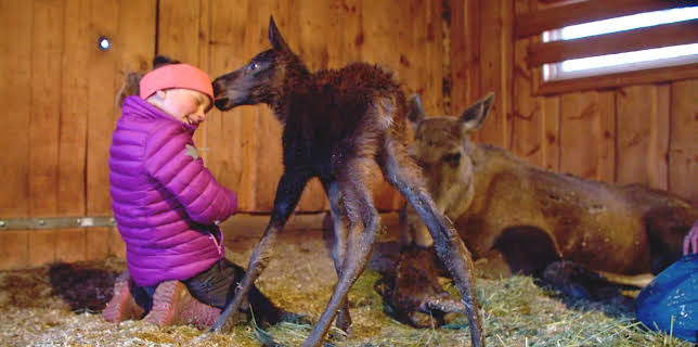 16:00: Mine ville venner: Elgkalving | NRK Super | 11/19 2025