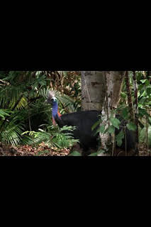 07:00: Superviviente por naturaleza: Selvas húmedas y salvajes | Nat Geo Wild | 1/30 2026