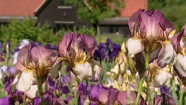 6:40 AM: The A to Z of TV Gardening | BBC Two | 8/2 2026