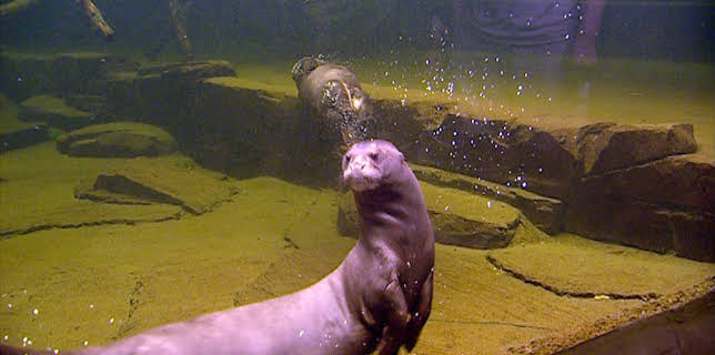 14:25: Elefant, Tiger & Co. (267) | MDR Fernsehen | 3/6 2026