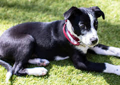 The Dog House Australia