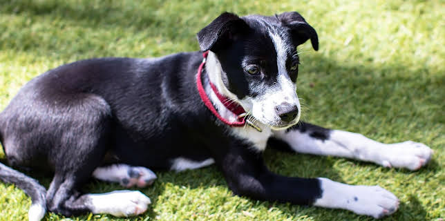 6:50 PM: The Dog House Australia | More 4 | 2/24 2026