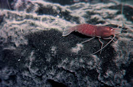 Life on Fire: Pioneers of the Deep