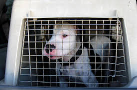 Pit Bulls & Parolees: Second Chance Ranch