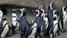 Giraffe, Erdmännchen & Co. (193)