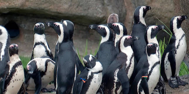 06:05: Giraffe, Erdmännchen & Co. (193) | HR Fernsehen | 3/13 2026