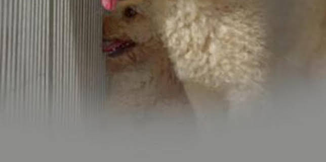 08:36: Seprona en acción: Episodio 4 | Discovery Max | 2/20 2026