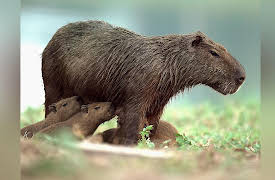 Brazil Untamed: Capybaras Pond
