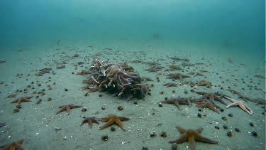 12:25: Ville videoer: Drama i dypet | NRK 1 | 4/11 2026