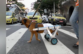 Petchannel Brasil: The Frank Brothers