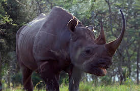 The Zoo: San Diego: Episode 9