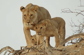 Wild Winners, Season 1: The Power of the Velvet Paw