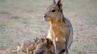 7:00 PM: The Life of Mammals (S1 E4) (S1) | Yesterday | 12/7 2025