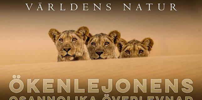 20:00: Världens natur: Ökenlejonens osannolika överlevnad | SVT2 | 11/19 2025