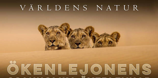 Världens natur: Ökenlejonens osannolika överlevnad