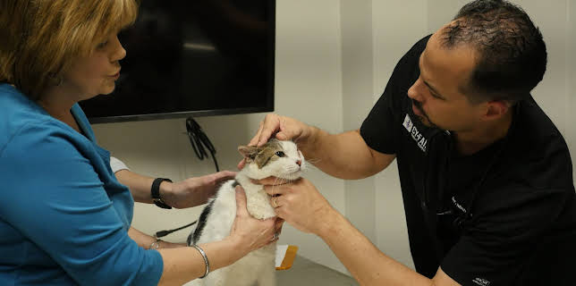 03:00: The Vet Life (S1 E7) (S1) | Animal Planet | 12/9 2025