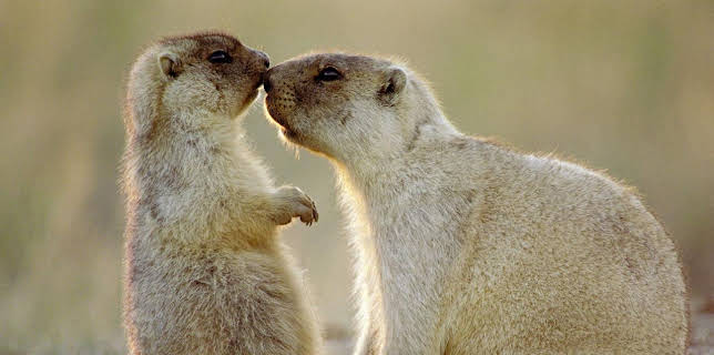 11:50: Abenteuer Wildnis | BR Fernsehen | 11/28 2025