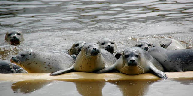 10:40: Seehund, Puma & Co. | Das Erste | 11/15 2025