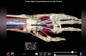 How We Move: The Gross Anatomy of Motion: Digital Cadaver Lesson: The Upper Limb