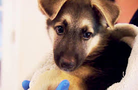 Animal Cops Season 20: Fast and Furious