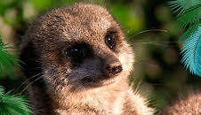 Elefant, Tiger & Co. (281)