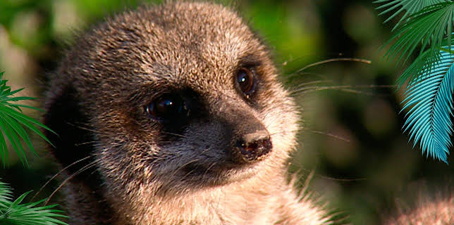 14:25: Elefant, Tiger & Co. (281) | MDR Fernsehen | 3/26 2026